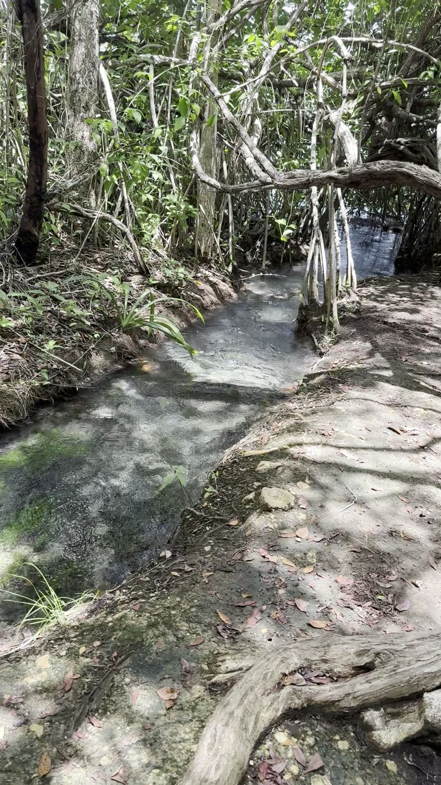 Arroyo natural corriendo sobre piedra clara en Panto-ha