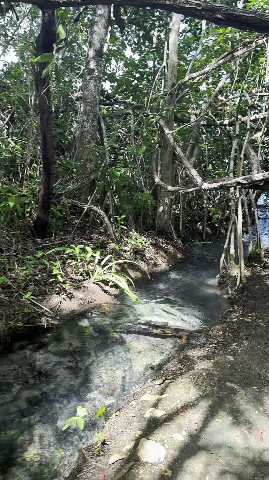 Arroyo de Panto-ha rodeado de vegetacion y raices